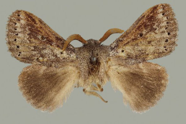 /filer/webapps/moths/media/images/T/tangani_Haplotache_HT_BMNH.jpg