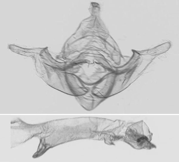 /filer/webapps/moths/media/images/T/tanganyika_Sciomesa_GMHT_NHMUK_1211.jpg