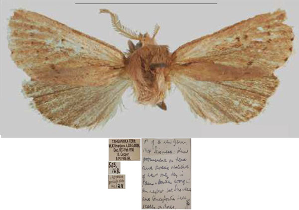 /filer/webapps/moths/media/images/T/tanganyika_Sciomesa_HT_NHMUKa.jpg
