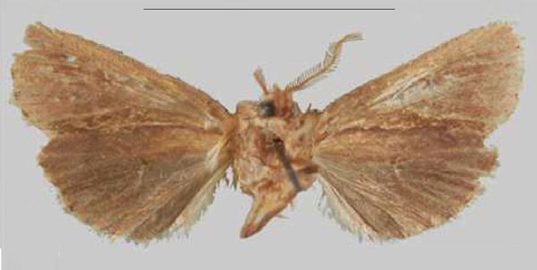/filer/webapps/moths/media/images/T/tanganyika_Sciomesa_HT_NHMUKb.jpg