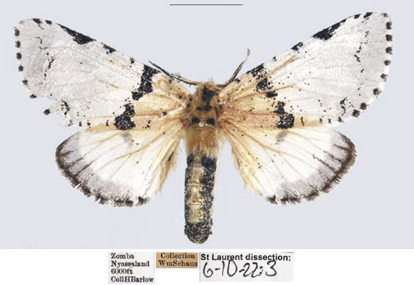 /filer/webapps/moths/media/images/T/tanganyikae_Afrocerura_AF_USNM.jpg