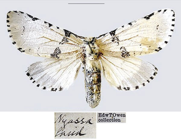 /filer/webapps/moths/media/images/T/tanganyikae_Afrocerura_AF_USNM_02.jpg
