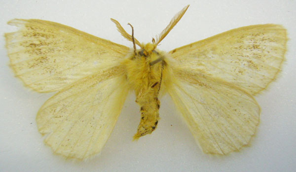 /filer/webapps/moths/media/images/T/tanganyikae_Phiala_HT_NHMUKb.jpg
