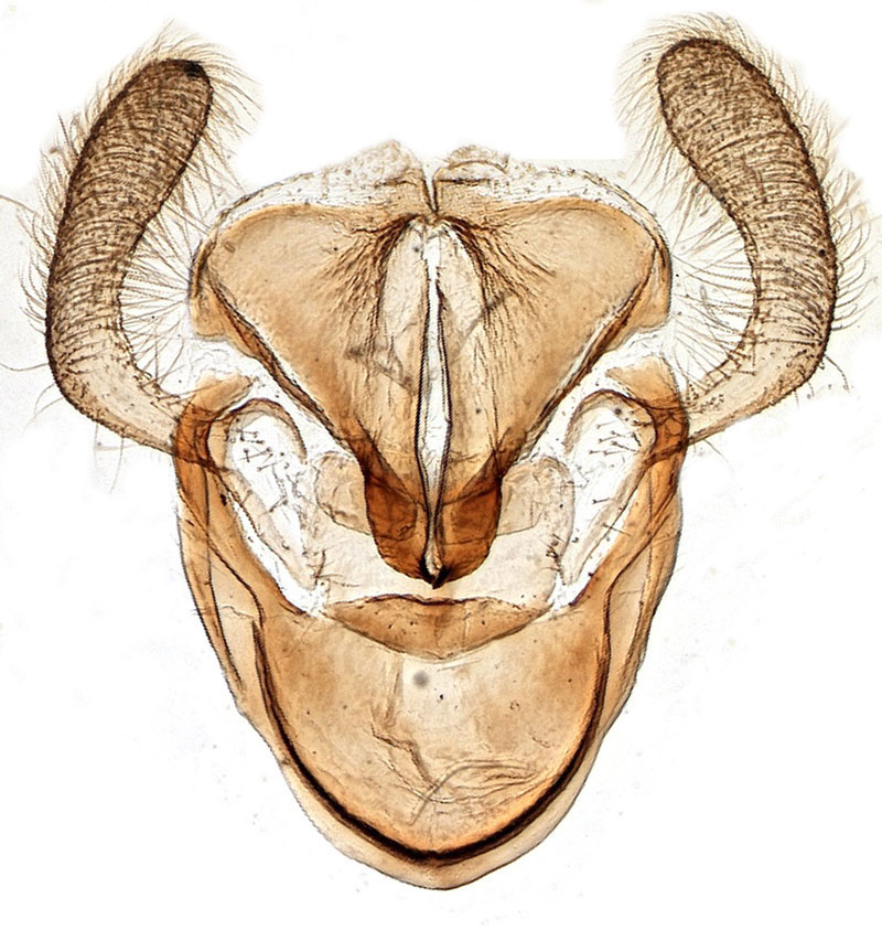 /filer/webapps/moths/media/images/T/tanganyikaensis_Gorgopis_GMHT_NHMW.jpg
