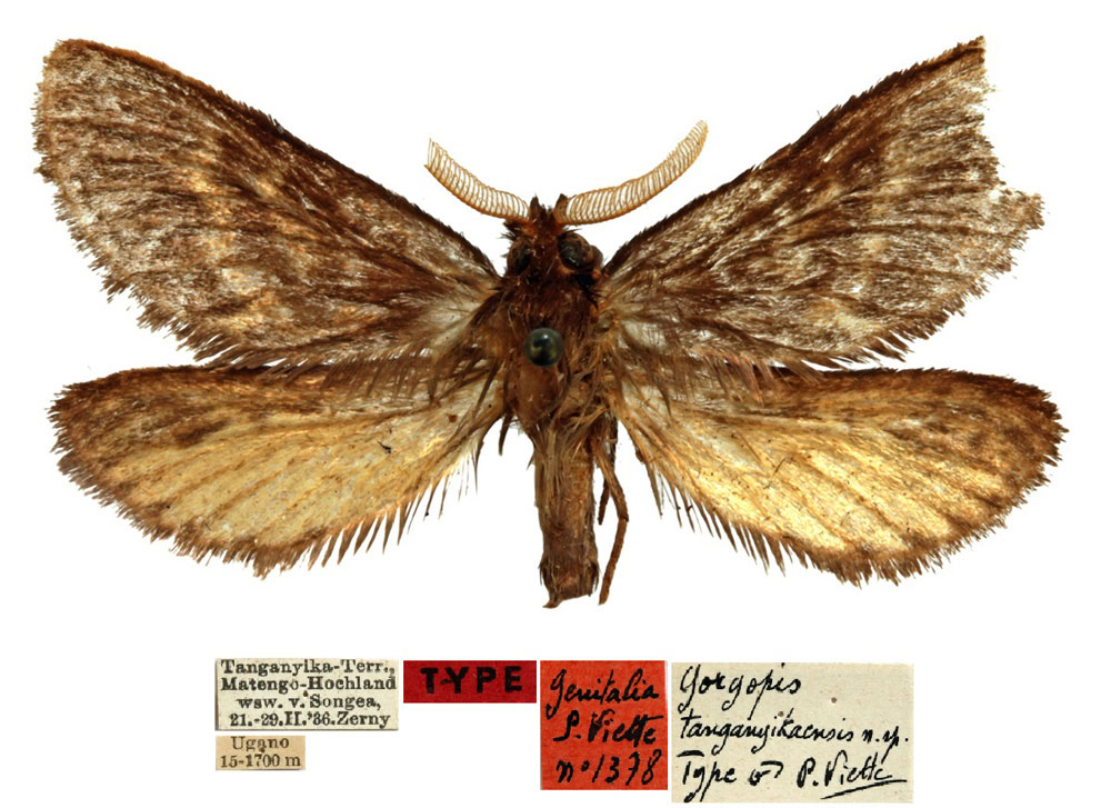 /filer/webapps/moths/media/images/T/tanganyikaensis_Gorgopis_HT_NHMW.jpg