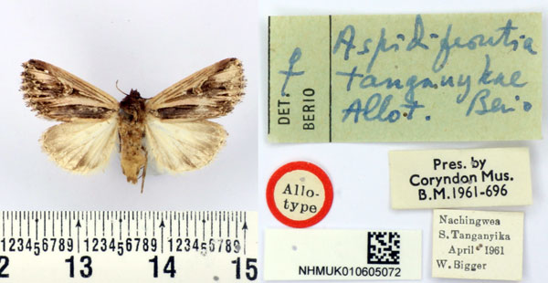 /filer/webapps/moths/media/images/T/tanganykae_Aspidifrontia_AT_BMNH.jpg