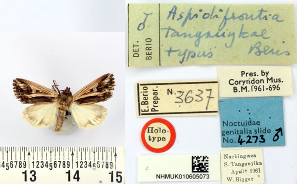 /filer/webapps/moths/media/images/T/tanganykae_Aspidifrontia_HT_BMNH.jpg