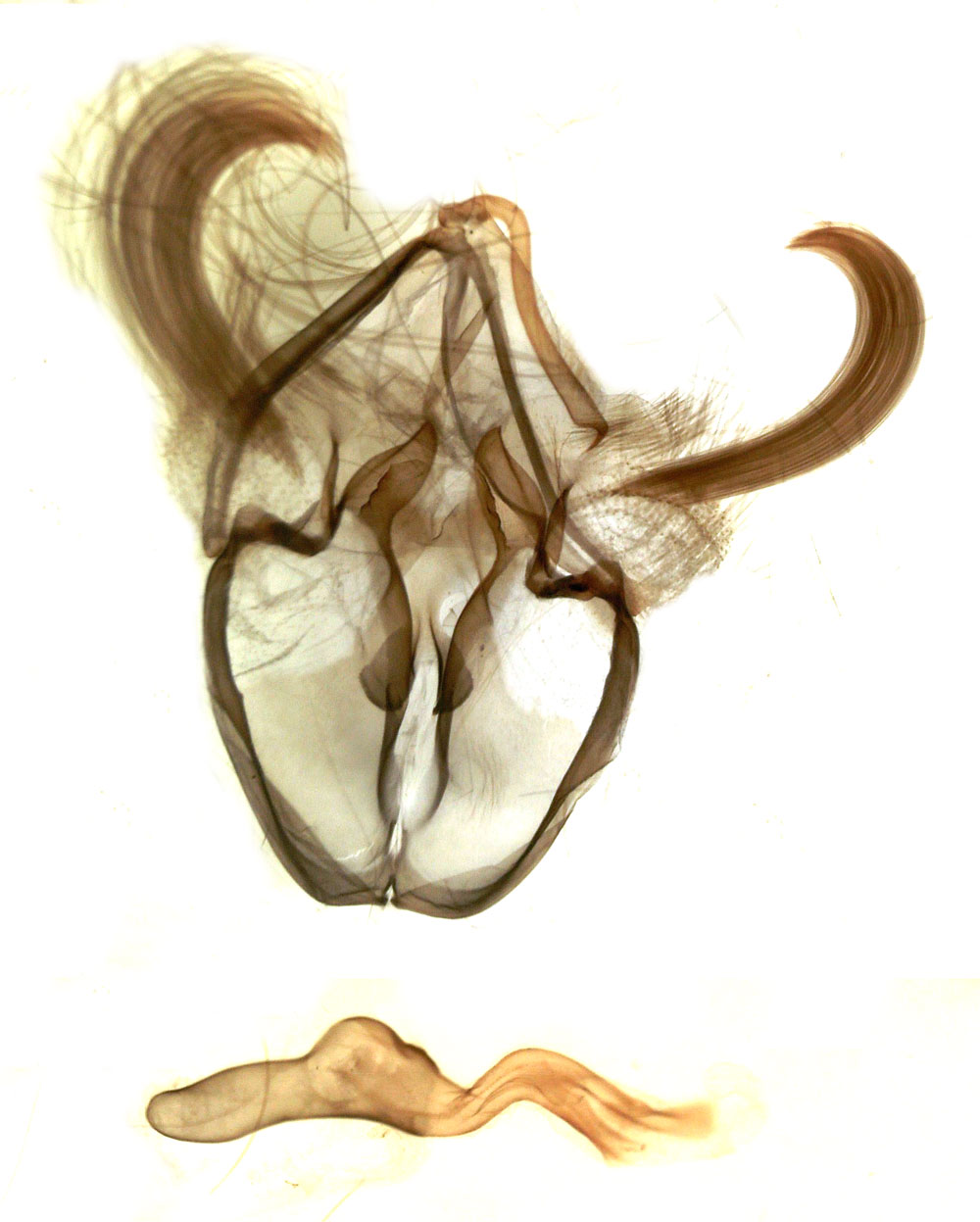 /filer/webapps/moths/media/images/T/tanganykae_Subnoctua_GMHT_MSNM_3396.jpg