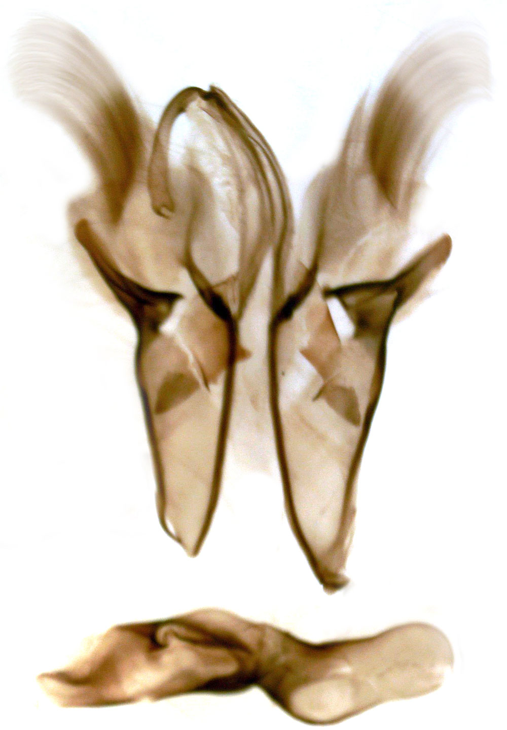 /filer/webapps/moths/media/images/T/tanganykae_Subnoctua_GMPT_MSNM_3347.jpg