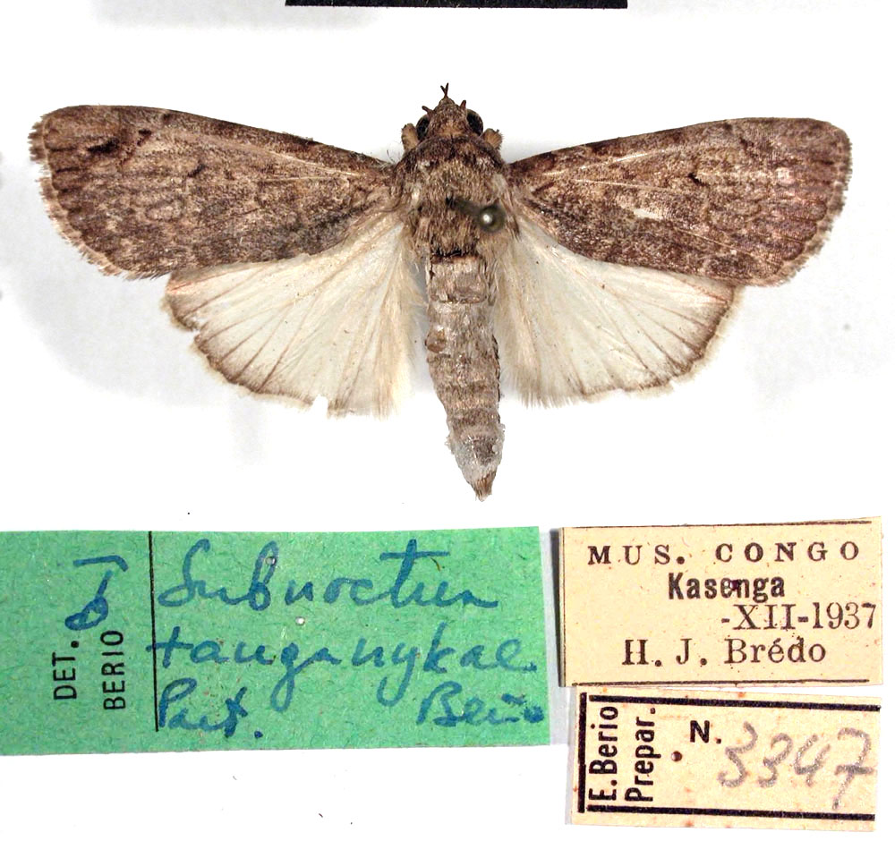 /filer/webapps/moths/media/images/T/tanganykae_Subnoctua_PT_MHNM.jpg