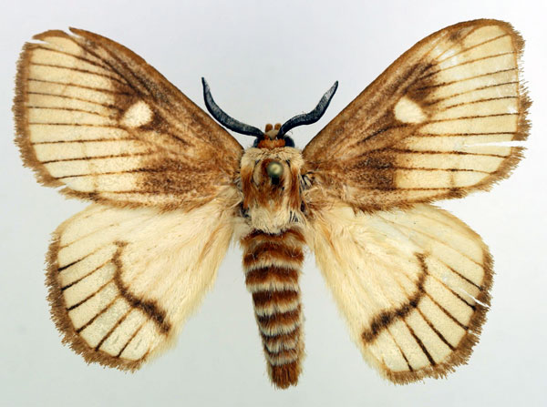 /filer/webapps/moths/media/images/T/tanja_Strigivenifera_AM_Basquin.jpg