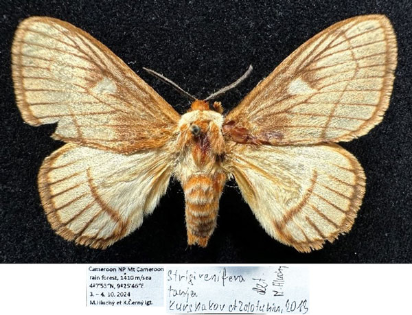 /filer/webapps/moths/media/images/T/tanja_Strigivenifera_AM_Hluchy.jpg