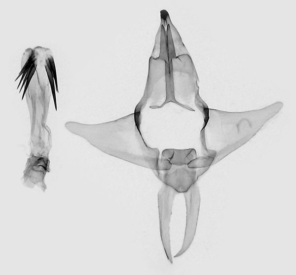 /filer/webapps/moths/media/images/T/tanja_Strigivenifera_GM_ZSM.jpg
