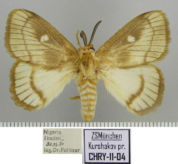 /filer/webapps/moths/media/images/T/tanja_Strigivenifera_HT_ZSM.jpg