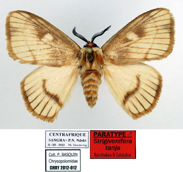 /filer/webapps/moths/media/images/T/tanja_Strigivenifera_PT_Basquin.jpg
