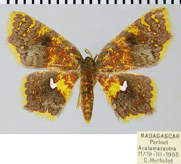 /filer/webapps/moths/media/images/T/tantale_Chrysocraspeda_AF_ZSMa.jpg