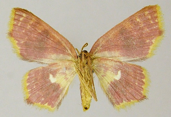 /filer/webapps/moths/media/images/T/tantale_Chrysocraspeda_AF_ZSMb.jpg