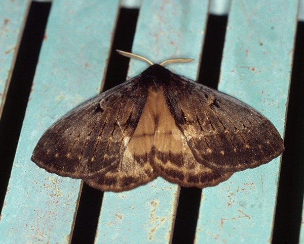 /filer/webapps/moths/media/images/T/tantalus_Tantalia_A_Roland_02.jpg