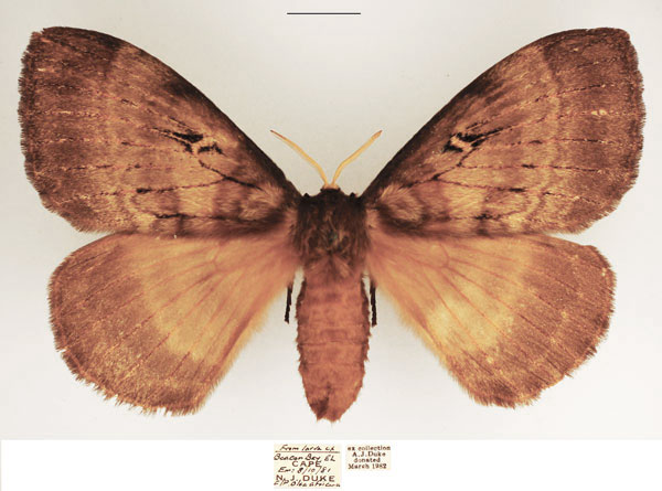 /filer/webapps/moths/media/images/T/tantalus_Tantaliana_AF_TMSA_01.jpg