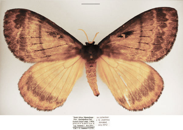 /filer/webapps/moths/media/images/T/tantalus_Tantaliana_AF_TMSA_02.jpg