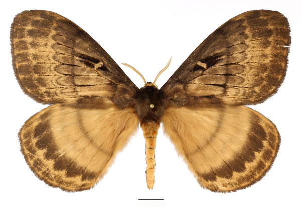 /filer/webapps/moths/media/images/T/tantalus_Tantaliana_AM_Basquin_01.jpg