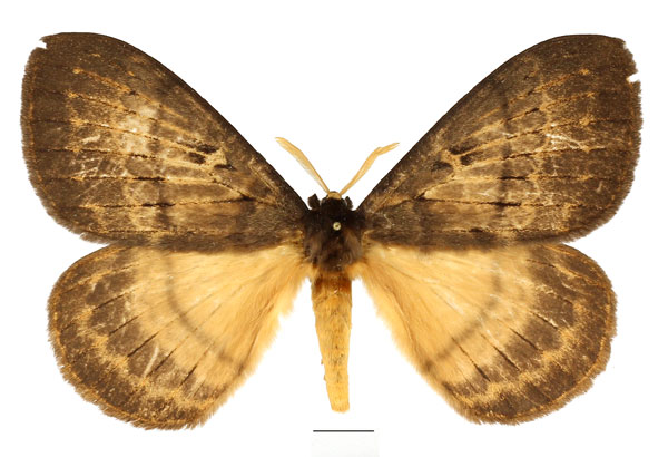 /filer/webapps/moths/media/images/T/tantalus_Tantaliana_AM_Basquin_02.jpg