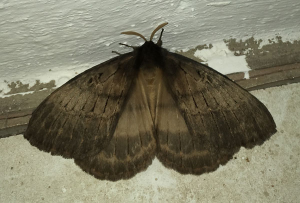 /filer/webapps/moths/media/images/T/tantalus_Tantaliana_AM_Jones.jpg