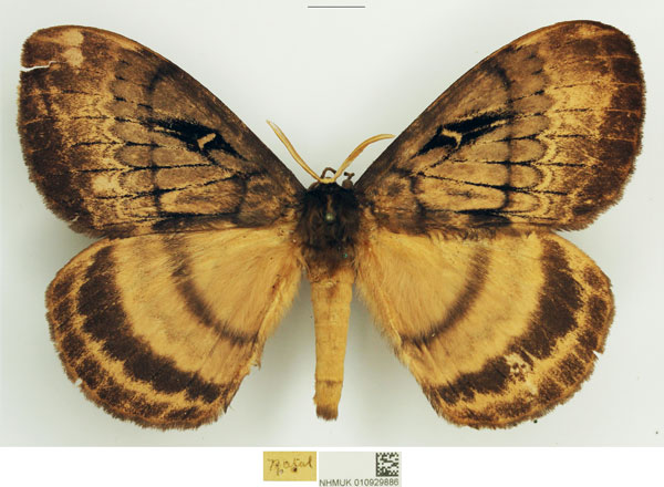 /filer/webapps/moths/media/images/T/tantalus_Tantaliana_AM_NHMUK.jpg