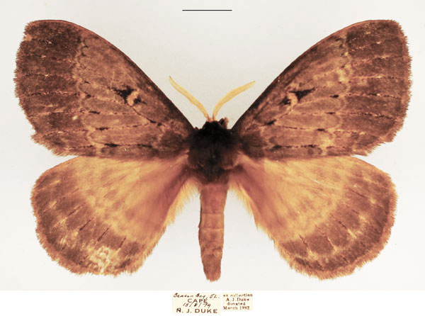 /filer/webapps/moths/media/images/T/tantalus_Tantaliana_AM_TMSA_01.jpg