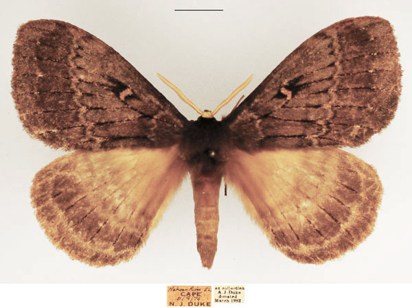 /filer/webapps/moths/media/images/T/tantalus_Tantaliana_AM_TMSA_02.jpg