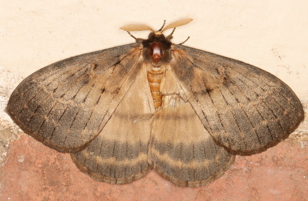 /filer/webapps/moths/media/images/T/tantalus_Tantaliana_A_Heyns_01.jpg