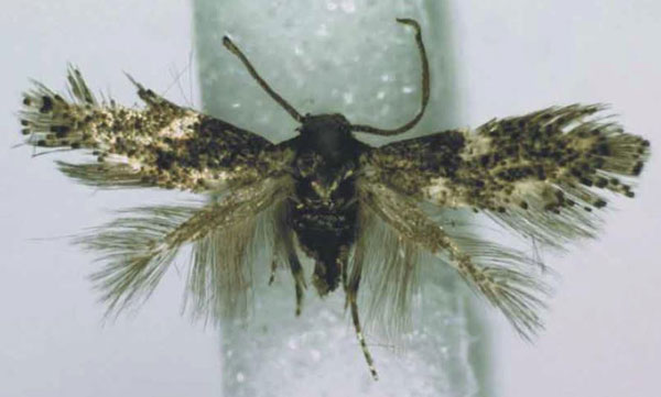 /filer/webapps/moths/media/images/T/tantilla_Perittia_HT_RMCA.jpg