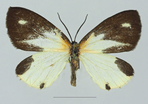 /filer/webapps/moths/media/images/T/tanyeces_Terina_AF_Basquina.jpg
