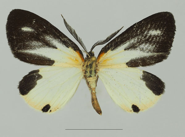 /filer/webapps/moths/media/images/T/tanyeces_Terina_AM_Basquina.jpg