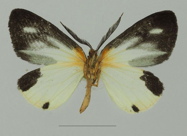 /filer/webapps/moths/media/images/T/tanyeces_Terina_AM_Basquinb.jpg
