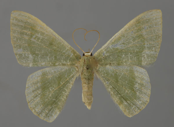 /filer/webapps/moths/media/images/T/tanyptera_Chlorissa_A_ZSM_01.jpg