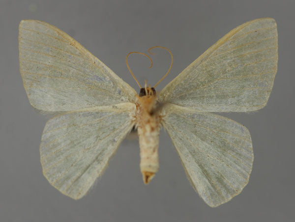 /filer/webapps/moths/media/images/T/tanyptera_Chlorissa_A_ZSM_02.jpg