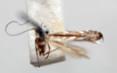 /filer/webapps/moths/media/images/T/tanysphena_Polysoma_HT_TMSA340.jpg