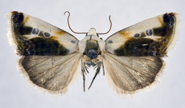 /filer/webapps/moths/media/images/T/tanzaniae_Acontia_AF_NHMO.jpg