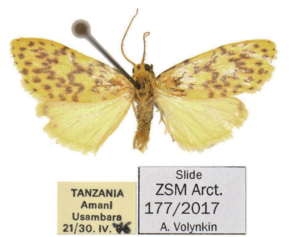 /filer/webapps/moths/media/images/T/tanzaniae_Afrasura_HT_ZSM.jpg