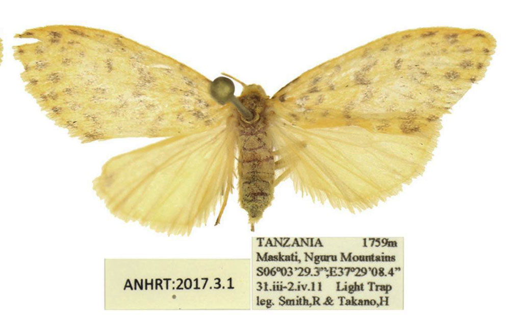 /filer/webapps/moths/media/images/T/tanzaniae_Afrasura_PTF_MWM.jpg