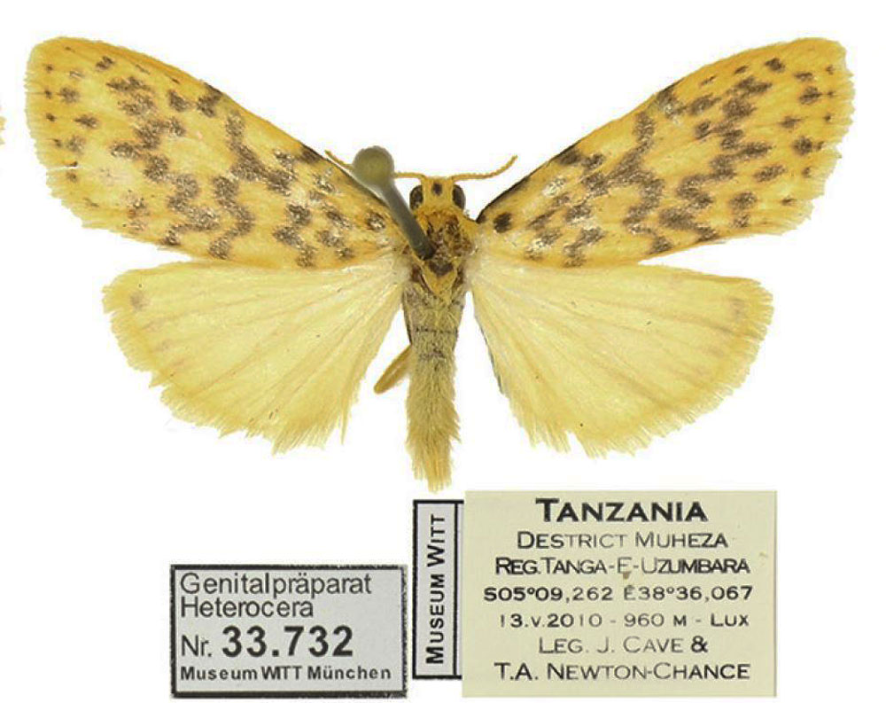 /filer/webapps/moths/media/images/T/tanzaniae_Afrasura_PTM_MWM.jpg