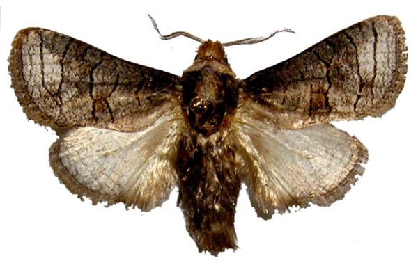 /filer/webapps/moths/media/images/T/tanzaniae_Afroarabiella_HT_HNHM.jpg