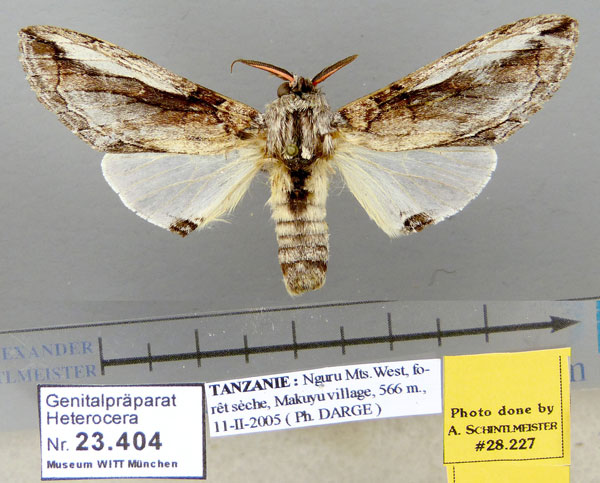 /filer/webapps/moths/media/images/T/tanzaniae_Afroplitis_HT_ZSM.jpg