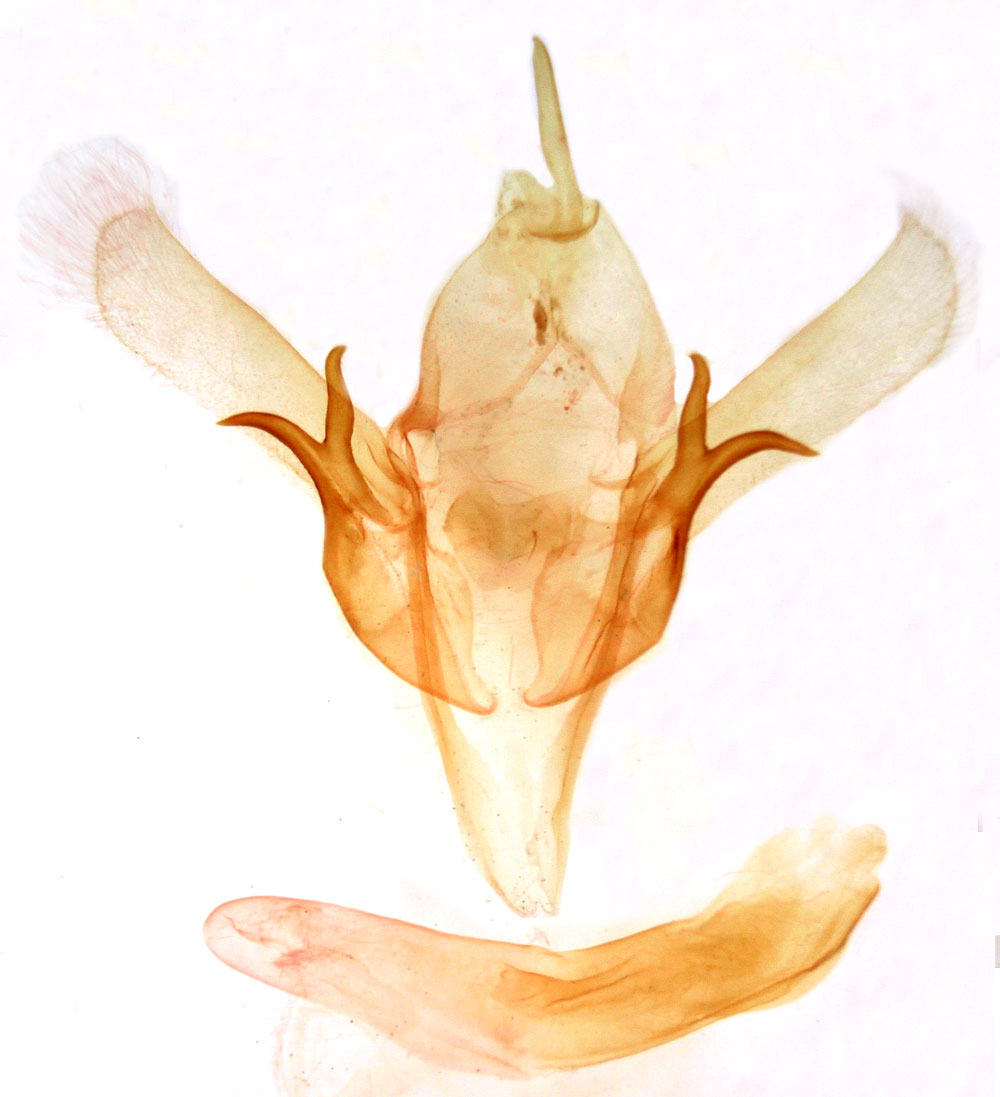 /filer/webapps/moths/media/images/T/tanzaniae_Euxoullia_GMHT_MSNM_4899.jpg