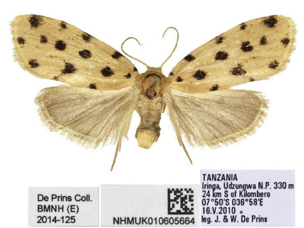 /filer/webapps/moths/media/images/T/tanzaniae_Siccia_PTF_BMNH.jpg