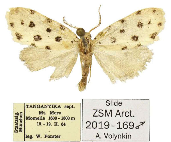 /filer/webapps/moths/media/images/T/tanzaniae_Siccia_PTM_ZSM.jpg