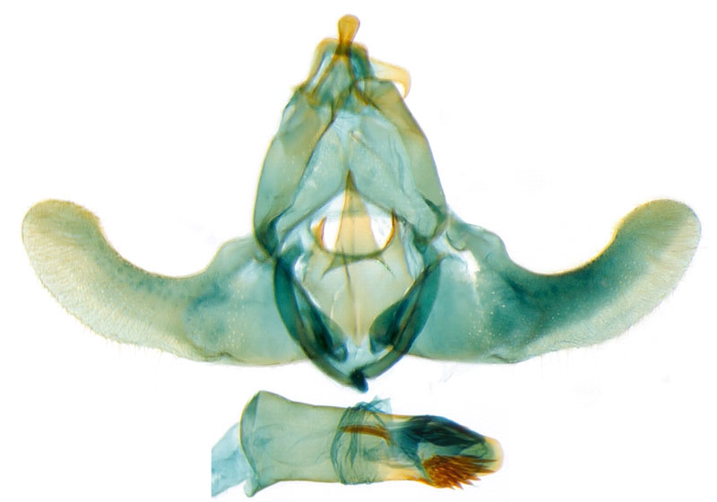 /filer/webapps/moths/media/images/T/tanzaniana_Thubdora_GMHT_NHMO.jpg