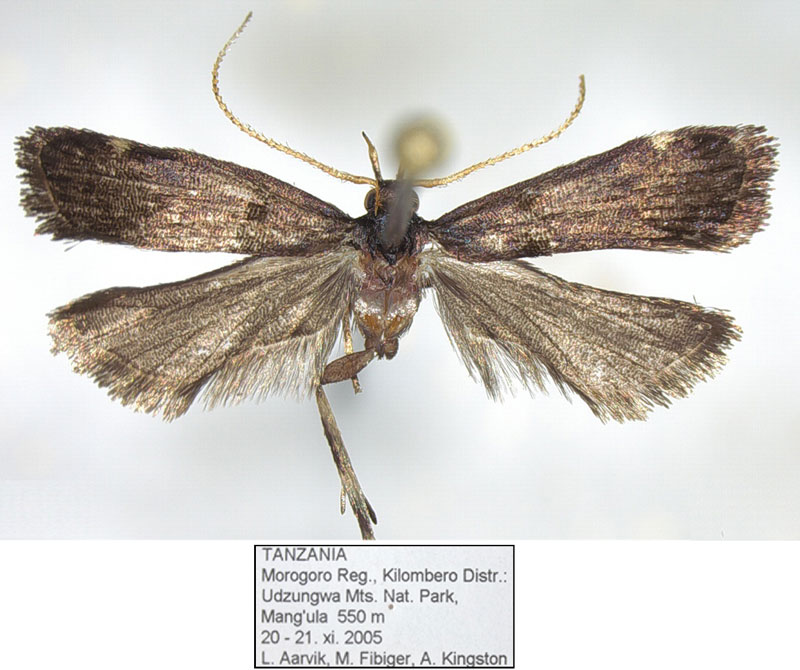 /filer/webapps/moths/media/images/T/tanzaniana_Thubdora_HT_NHMO.jpg