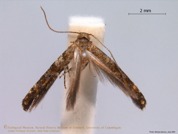 /filer/webapps/moths/media/images/T/tanzanica_Africepermenia_HT_ZMUC.jpg